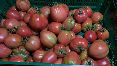 Groenten te koop zoals tomaten en courgette, Diversen, Levensmiddelen, Ophalen