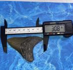 Megalodon haaientand fossiel 7.8 centimeter, Verzamelen, Verzenden, Fossiel