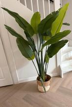 Strelitzia Kunstplant 180cm -, Ophalen, Overige soorten, Halfschaduw, In pot