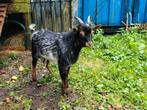 Ter dekking hermelijn bok eventueel te koop, Dieren en Toebehoren, Schapen, Geiten en Varkens, Mannelijk, Geit