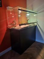 Baardagaam met alle toebehoren., Hagedis, Met terrarium, 3 tot 6 jaar