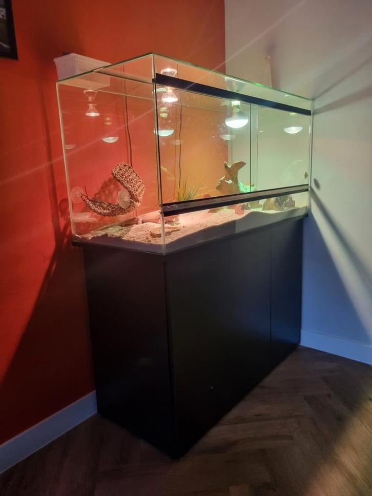 Baardagaam met alle toebehoren., Dieren en Toebehoren, Reptielen en Amfibieën, Hagedis, 3 tot 6 jaar, Met terrarium, Tam