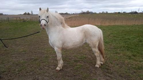 9 jarige Welsh A merrie, Dieren en Toebehoren, Pony's, Merrie, Niet van toepassing, A pony (tot 1.17m), Recreatiepony, 7 tot 10 jaar