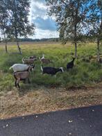 Drachtige geiten, Dieren en Toebehoren, Schapen, Geiten en Varkens, Vrouwelijk, Geit