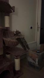 Lieve Maine Coon poes Gimli zoekt een nieuw plekje️, Dieren en Toebehoren, Katten en Kittens | Raskatten | Langhaar, Poes, Gechipt