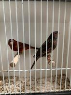 Koppels zwart rood, Dieren en Toebehoren, Vogels | Kanaries, Meerdere dieren, Kleurkanarie