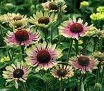 Zonnehoed planten, Ophalen, Voorjaar, Volle zon, Zaad