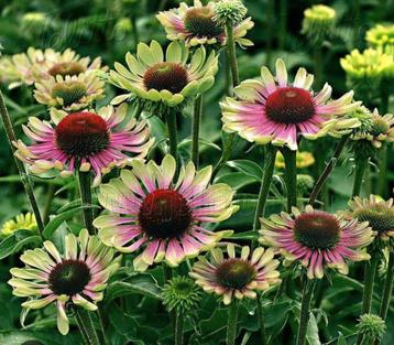 Zonnehoed planten  beschikbaar voor biedingen