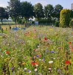 Bio Bloemzaadjes te koop, Ophalen of Verzenden, Najaar, Volle zon, Zaad