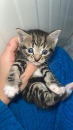britse kruising kittens, Dieren en Toebehoren, Meerdere dieren, Kortharig, 0 tot 2 jaar
