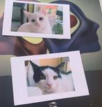 Twee lieve katten zoeken samen een nieuw, liefdevol thuis!, Dieren en Toebehoren, Katten en Kittens | Overige Katten, Meerdere dieren