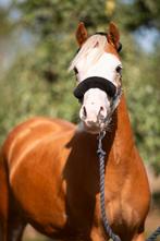Kindvriendelijke Welsh B merrie, Merrie, Gechipt, 3 tot 6 jaar, B pony (1.17m tot 1.27m)