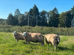 texelaar ooien, Meerdere dieren, Schaap