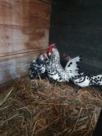 Hollands hoen zwart wit geloverd, Dieren en Toebehoren, Pluimvee, Meerdere dieren, Kip
