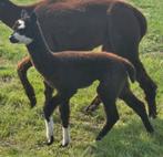 Supermooi Zwartbont Alpaca Hengstje, Juni, Mannelijk