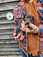 Dwerg teckel pup, Dieren en Toebehoren, Honden | Teckels en Dashonden, Reu, CDV (hondenziekte), 8 tot 15 weken, Korthaar