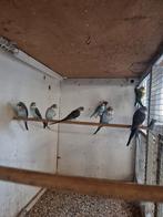 Jonge grasparkieten blackwing en blackface, Meerdere dieren, Kleurkanarie