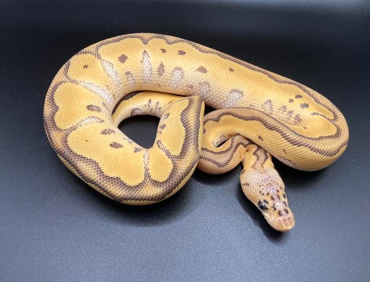 0.1 Pastel Orange Dream Jungle Woma Clown ball python regius