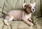 Franse bulldog pups met stamboom uit getest ouders, Dieren en Toebehoren, Honden | Bulldogs, Pinschers en Molossers, CDV (hondenziekte)