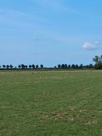 Weide lammeren/Schapen gevraagd, Dieren en Toebehoren, Meerdere dieren, Schaap, 0 tot 2 jaar