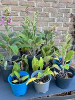 Plantjesmarkt, Ophalen, Volle zon, Vaste plant, Kruiden