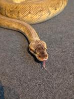 0.1 Super Pastel Pinstripe het DG proven breeder, Dieren en Toebehoren, Reptielen en Amfibieën, Slang