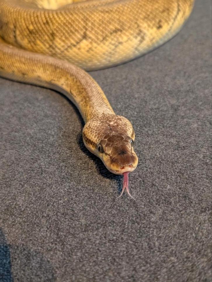 0.1 Super Pastel Pinstripe het DG proven breeder, Dieren en Toebehoren, Reptielen en Amfibieën, Slang