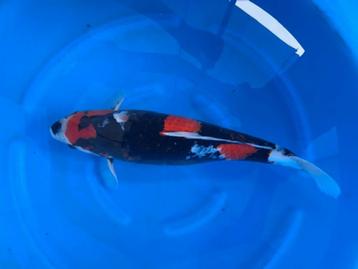 SHOWA nisai (50 cm++) - kweker IZUMIYA beschikbaar voor biedingen