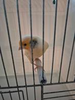 te koop 4 harlekijn kanaries 1 jaar oud 25 euro per stuk, Dieren en Toebehoren, Vogels | Kanaries, Meerdere dieren, Kleurkanarie