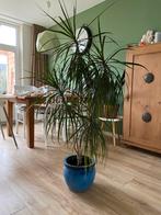 Kamerplant Dracaena Marginata, Huis en Inrichting, Kamerplanten, Ophalen, Overige soorten, Halfschaduw, In pot