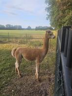 Alpaca Hengst bont, Dieren en Toebehoren, Januari, Mannelijk