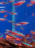 Kardinaal tetra’s, Dieren en Toebehoren, Vissen | Aquariumvissen, Vis