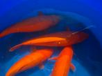 Beni koi x karashigoi momotaro, Dieren en Toebehoren, Vissen | Vijvervissen