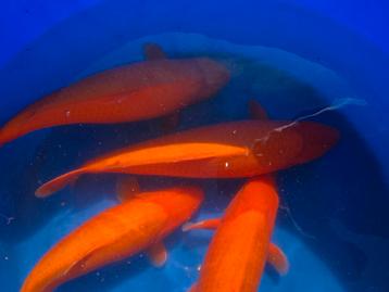 Beni koi x karashigoi momotaro  beschikbaar voor biedingen