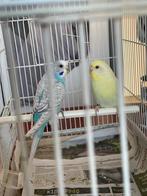Parkiet, Dieren en Toebehoren, Vogels | Parkieten en Papegaaien, Meerdere dieren, Parkiet