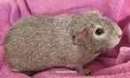 Koppel cremagouti en zwart/creme, Dieren en Toebehoren, December, Meerdere dieren, Cavia