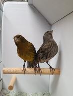 Te koop twee koppels mooie kleurkanaries uit 2025, Dieren en Toebehoren, Vogels | Kanaries, Meerdere dieren, Kleurkanarie