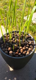 Jongboom zaad Palm boom. Origin van Middellandse zeegebied., Ophalen of Verzenden, Gehele jaar, Volle zon, Zaad