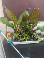 Rode bananen plant, Tuin en Terras, Planten | Tuinplanten, Ophalen of Verzenden, Zomer, Volle zon