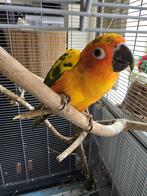 Zon parkiet, Mannelijk, Parkiet, Pratend