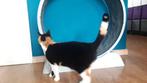 Loopwiel voor katten, Dieren en Toebehoren, Katten-accessoires, Ophalen, Gebruikt