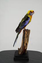Opgezette Pennantrosella - Wildernis Atelier, Ophalen of Verzenden, Nieuw, Vogel, Opgezet dier