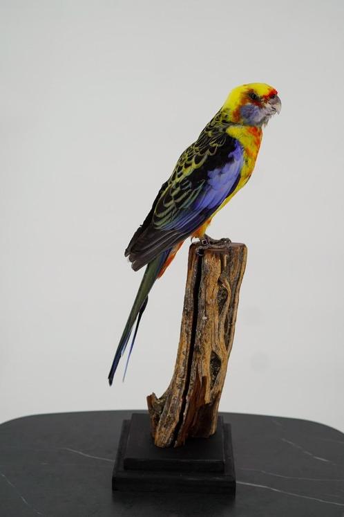 Opgezette Pennantrosella - Wildernis Atelier, Verzamelen, Dierenverzamelingen, Nieuw, Opgezet dier, Vogel, Ophalen of Verzenden