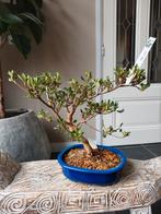 Satsuki Azalea Suisen Bonsai, Bloeit niet, Halfschaduw, Minder dan 100 cm, Overige soorten