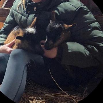 Bokjes 3 maanden oud, heel erg tam  beschikbaar voor biedingen