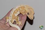 Wimpergekko yellow lilly white, Dieren en Toebehoren