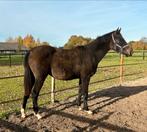 Jaarling hengst springgefokt, Dieren en Toebehoren, Paarden, Springpaard, Gechipt, Niet van toepassing, 0 tot 2 jaar