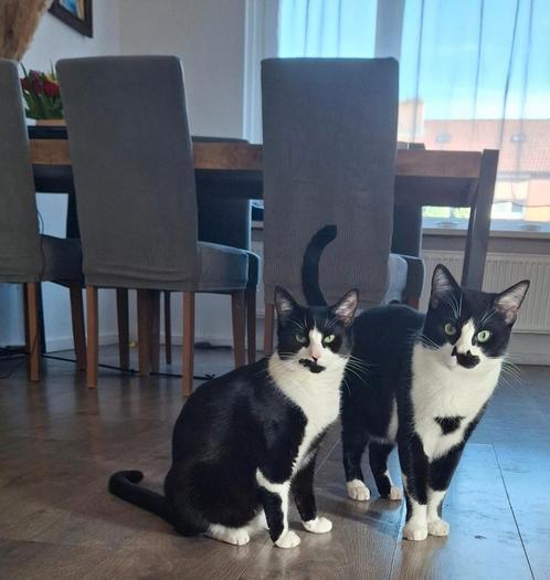 Kater en poes, katten, Dieren en Toebehoren, Katten en Kittens | Overige Katten