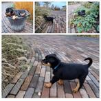 Rottweiler Pups, Dieren en Toebehoren, 8 tot 15 weken, CDV (hondenziekte), Meerdere, Meerdere dieren