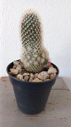 Bloeiende cactus, Huis en Inrichting, Kamerplanten, Cactus, Minder dan 100 cm, In pot, Bloeiende kamerplant
